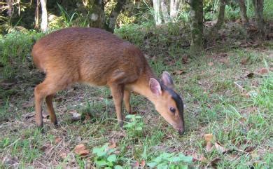 山羌角避邪|Muntiacus reevesi micrurus (Sclater, 1875) 